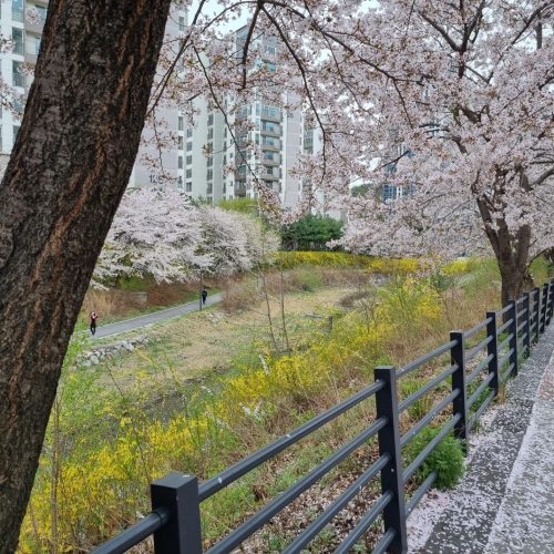 고전번역원 옆 구파발천. 이젠 마음껏 산책할 수 있는 곳이 되었다.